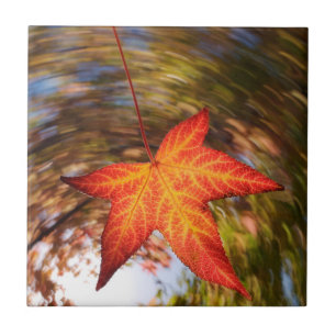 Carreau Feuille tombante d'un arbre en automne