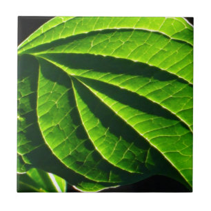 Carreau feuille verte cool