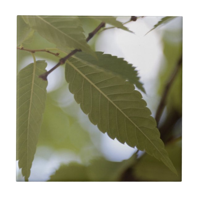 Carreau feuille verte méditer nature jardin branche photo  (Devant)