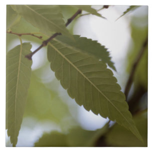 Carreau feuille verte méditer nature jardin branche photo 