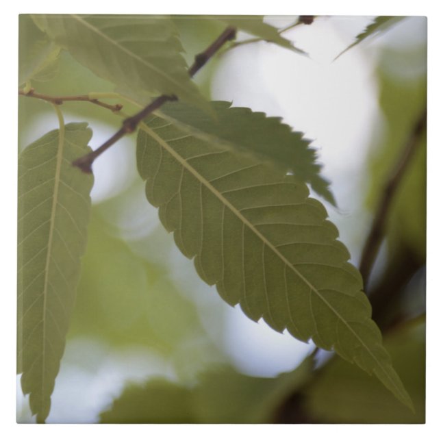 Carreau feuille verte méditer nature jardin branche photo  (Devant)