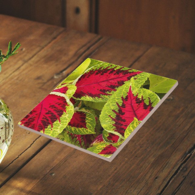 Carreau Feuilles Colorées de Coléus Floral (In Situ)