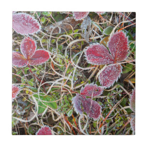 Carreau Feuilles couvertes de givre, Canada