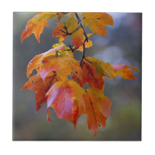 Carreau Feuilles d'automne
