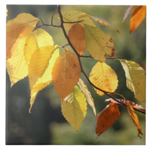 Carreau Feuilles d'automne Carrelage en céramique