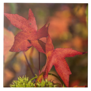 Carreau Feuilles d'automne rouge vue céramique