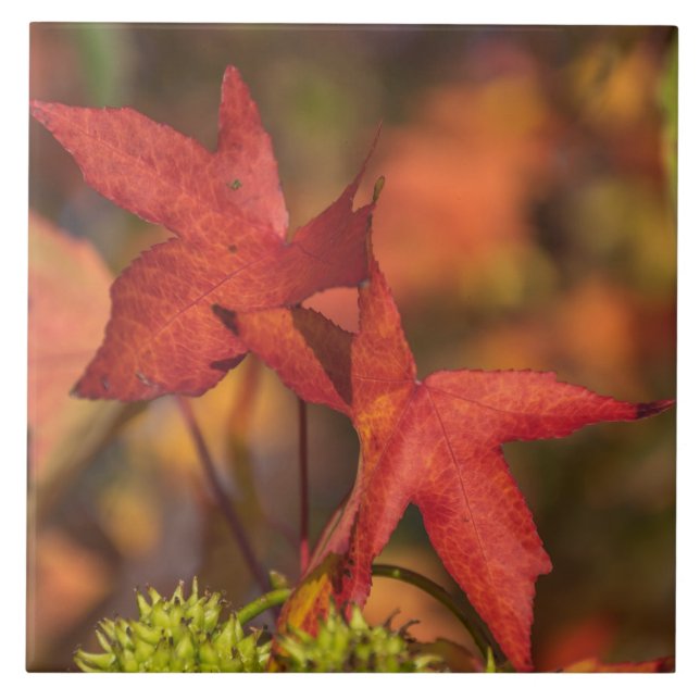 Carreau Feuilles d'automne rouge vue céramique (Devant)