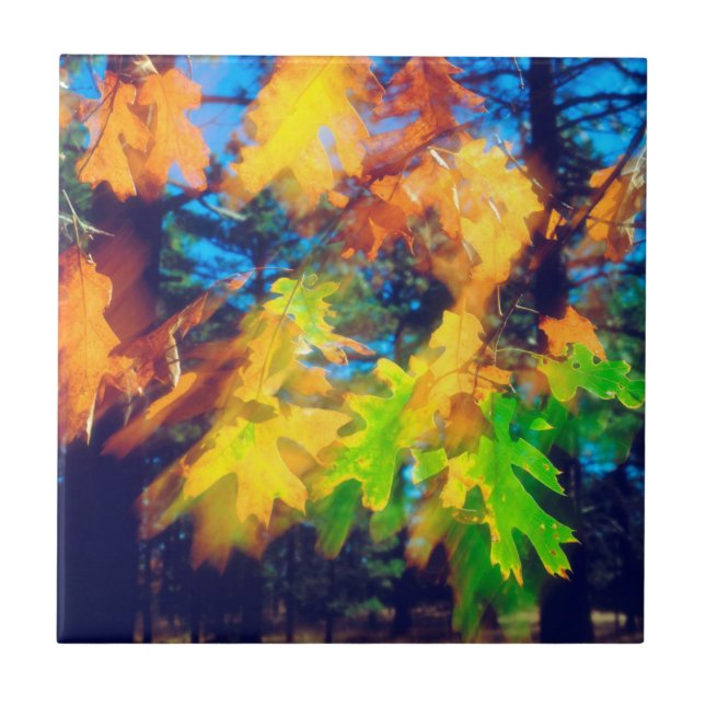 Carreau Feuilles de chêne noir soufflant dans le vent (Devant)