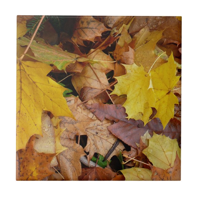 Carreau Feuilles de érable tombées Jaune Automne Nature (Devant)
