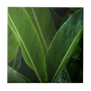 Carreau Feuilles de Forêt Tropicale