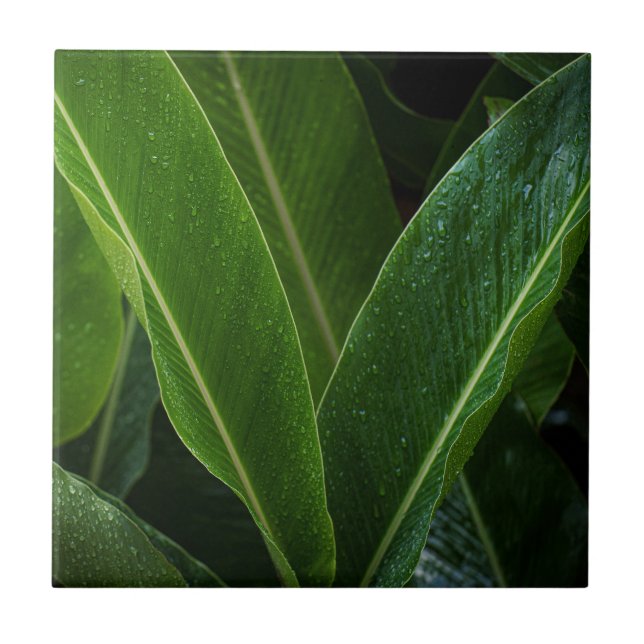 Carreau Feuilles de Forêt Tropicale (Devant)