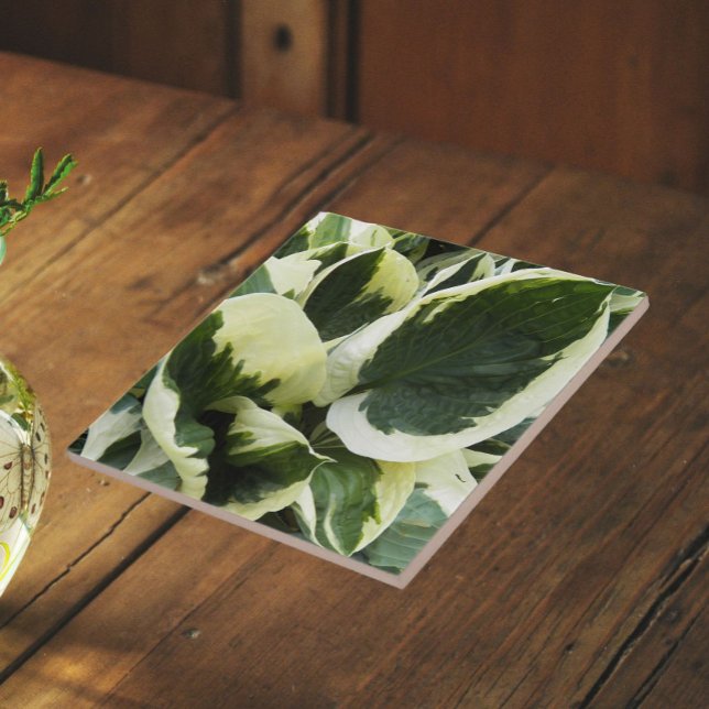 Carreau Feuilles de plante d'Hosta Floral (In Situ)