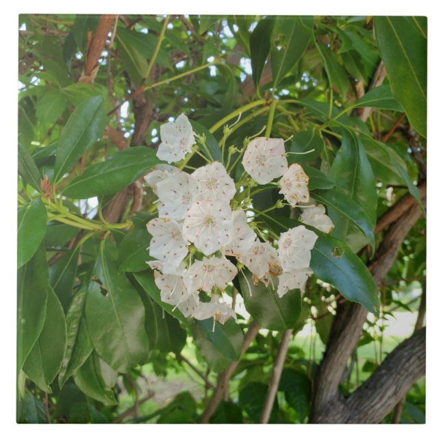 Carreau Feuilles de White Mountain Laurel à Sundown (Devant)