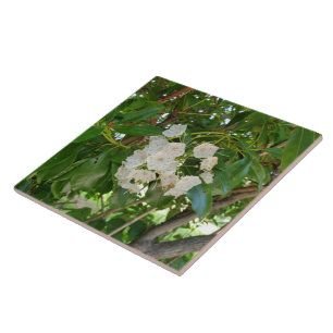 Carreau Feuilles de White Mountain Laurel à Sundown