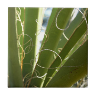 Carreau Feuilles de Yucca Vert Photographie de la Nature