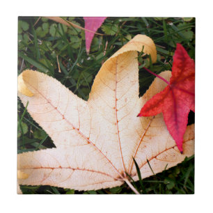 Carreau Feuilles d'érable