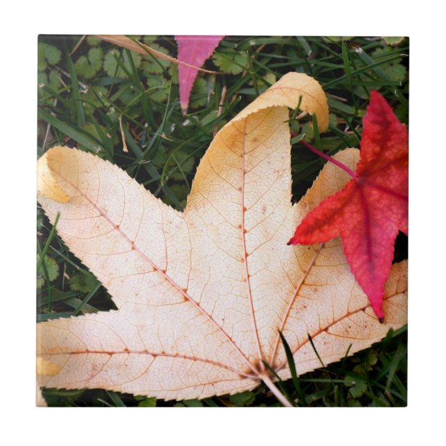 Carreau Feuilles d'érable (Devant)