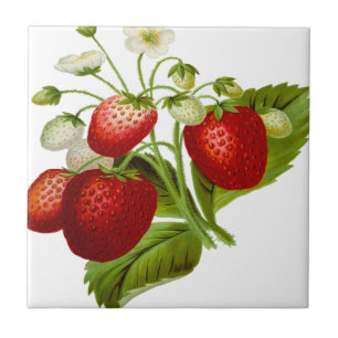 Carreau feuilles feuillus à feuilles de fruits alimentair