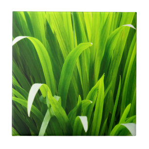 Carreau Feuilles rétro-éclairées dans un jardin