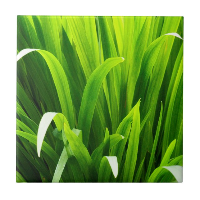 Carreau Feuilles rétro-éclairées dans un jardin (Devant)