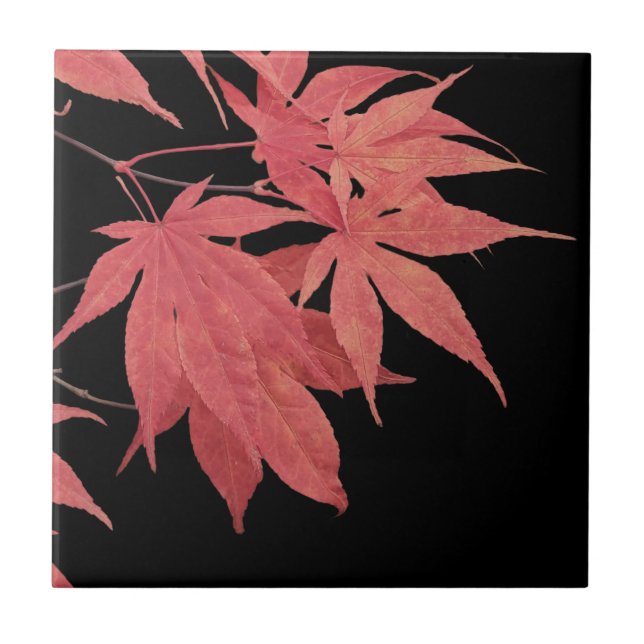 Carreau Feuilles rouges d'érable japonais sur fond noir (Devant)