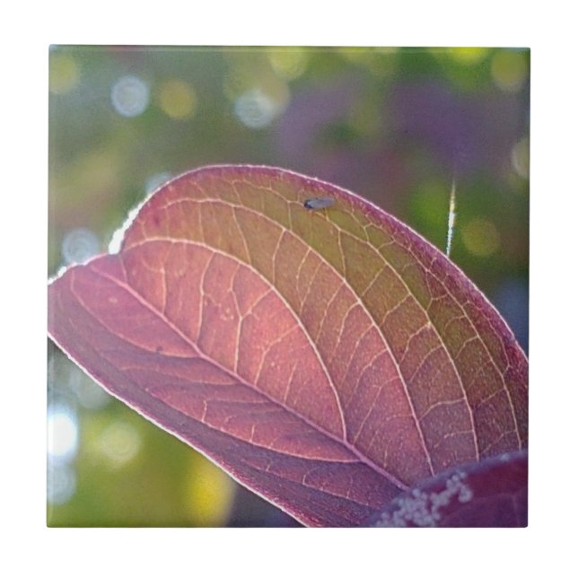 Carreau Feuilles Rouges Et Bokeh (Devant)