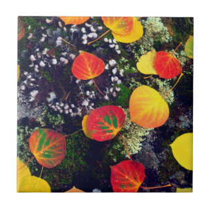 Carreau Feuilles sur un rocher couvert de lichen, Rocheuse