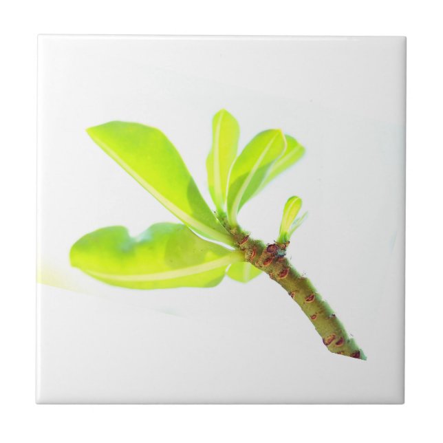 Carreau Feuilles verts Kudu Lily Nature (Devant)