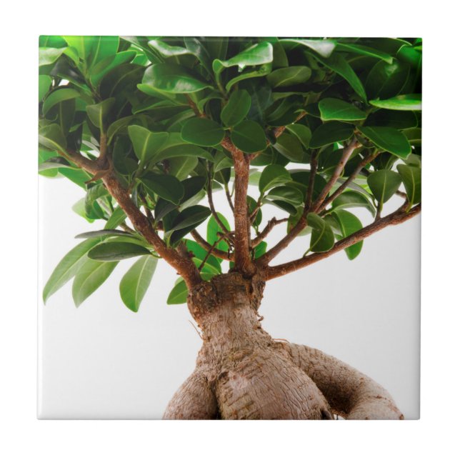 Carreau Ficus Ginseng (Devant)
