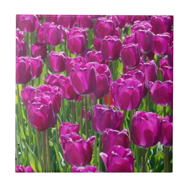 Carreau Field of Purple Tulips (Devant)