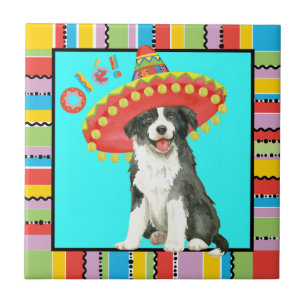 Carreau Fiesta Border Collie