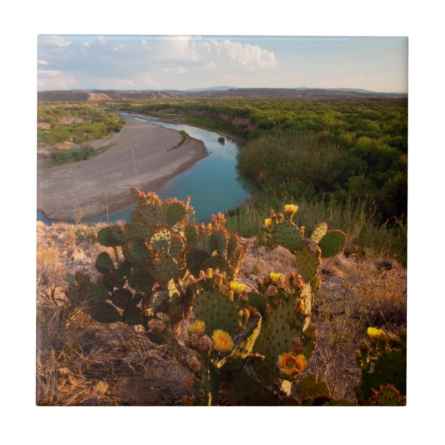 Carreau Figue de Barbarie (Opuntia Sp.) (Devant)