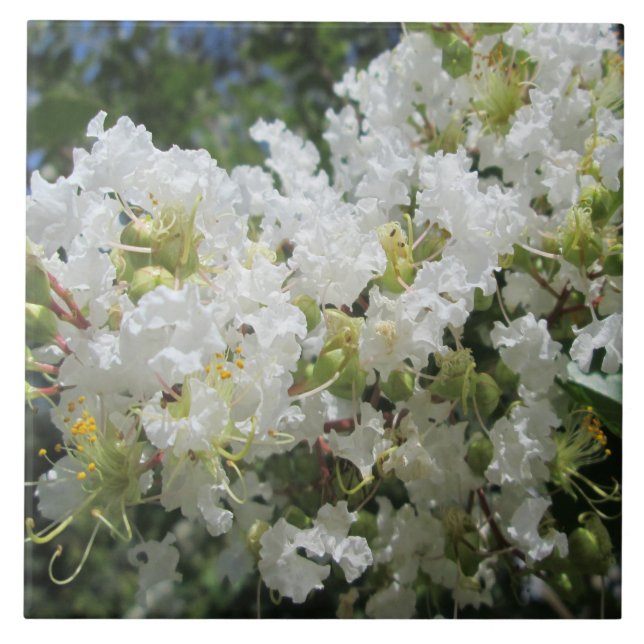 Carreau Fin d'arbre du Myrte de crêpe (Devant)