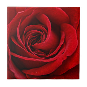 Carreau Fin lumineuse de rose rouge