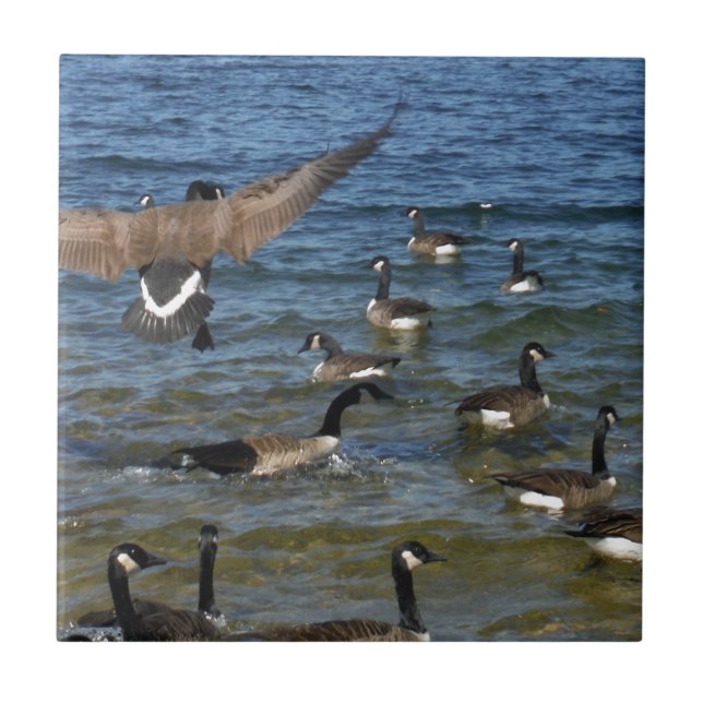 Carreau First goose to fly, geese on lake Arrowhead (Devant)