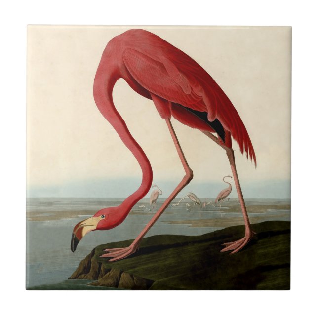 Carreau Flamant rose américain d'Audubon (Devant)