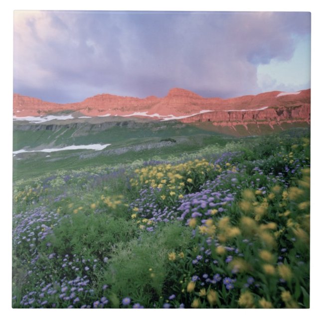 Carreau Fleabane mauve (erigeron peregrinus) et Jaune (Devant)