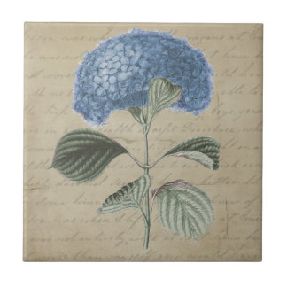Carreau Fleur bleue d'hortensia sur la tuile vintage de