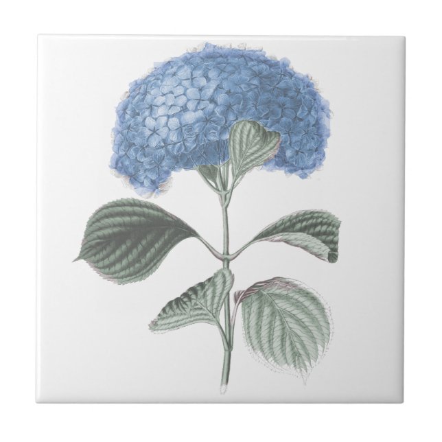 Carreau Fleur bleue renversante d'hortensia (Devant)