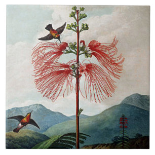 Carreau Fleur botanique Fleur Sensibles Plante céramique