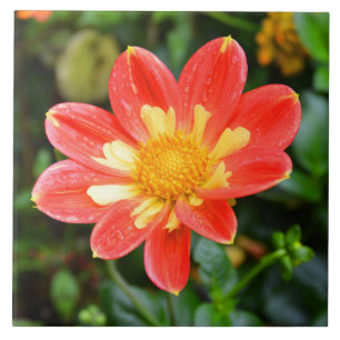 Carreau Fleur Dahlia florale
