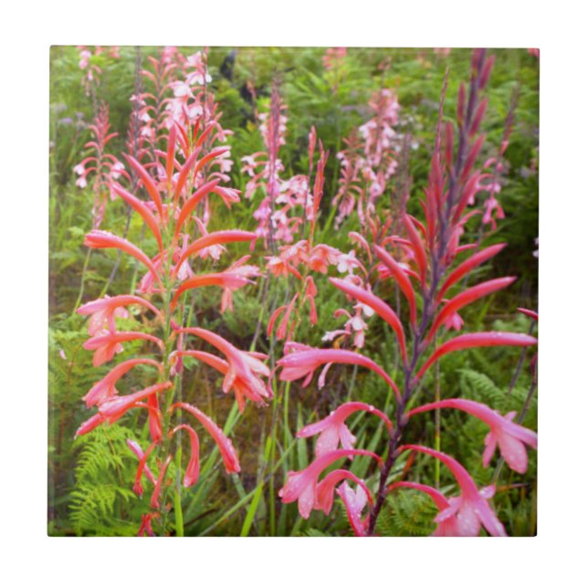 Carreau Fleur de Bugle Lily (Watsonia), Cap Est (Devant)