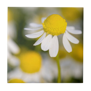 Carreau Fleur de camomille en gros plan, Hongrie