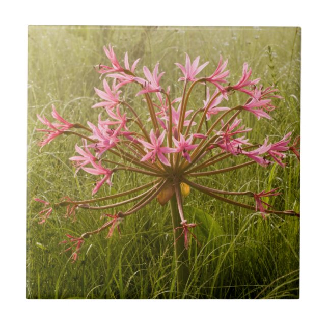 Carreau Fleur de candélabre (Brunsvigia Radulosa) (Devant)
