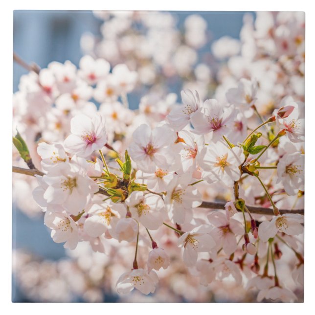 Carreau Fleur de cerisier Japon rose floral assez unique (Devant)
