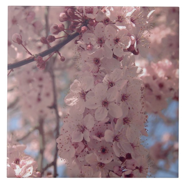 Carreau Fleur de cerisier Japon rose floral assez unique (Devant)