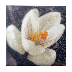 Carreau Fleur de crocus Rainy Day