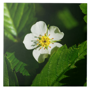 Carreau Fleur de fraises sauvages