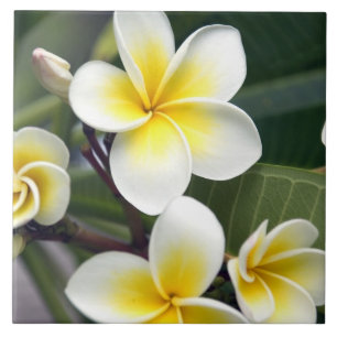 Carreau Fleur de frangipanier Îles Cook