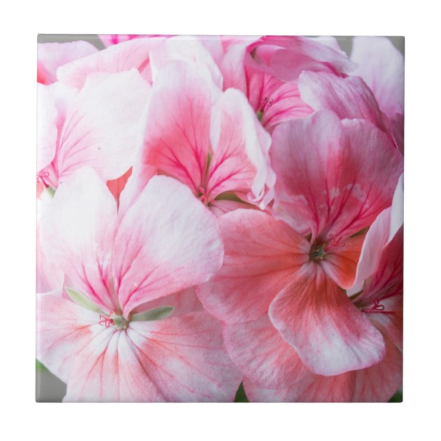 Carreau Fleur de géranium rose (Devant)